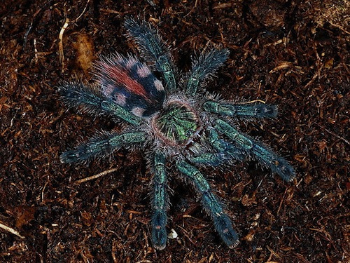 Amazon Sapphire Tarantula For Sale, Amazon Sapphire Tarantula For Sale Near Me